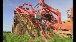 Dewulf GKIIS - 2-row trailed carrot harvester