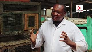 On the Farms of Africa SN1 EP9 (Rabbit Farming)