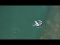 nature talks humpback dolphins