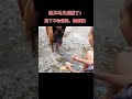 906754030追风：这只马犬成精了！指挥主人倒车，帮奶奶放牛！除了不会说话，啥都懂！ 神犬追风 马犬 狗成精了