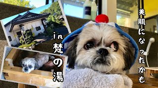 【シーズー】梵の湯〜皮膚病に効く犬の温泉があった！かゆかゆな🐶仲間達、ご覧あれ！#梵の湯#犬の温泉#皮膚病