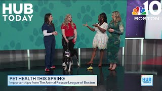 Pet safety this spring: tips and tricks with the ARL | The Hub Today