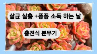 02.14 살균 살충+퐁퐁 소독하고 물주고 주저리까지 🤣#succulent #다육이