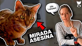 ¿POR QUÉ MI GATO SE VUELVE AGRESIVO DE REPENTE? 😼😲 LA GATERÍA TV