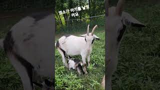 염소가 애기를 밤에 났어요 #염소 #goat #goats #kids #미국전원일기 #marinoandcece #barringtonparkranch #shorts #fyp #cute