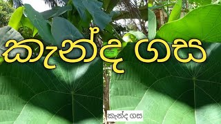 කැන්ද ශාකය   Macaranga peltata