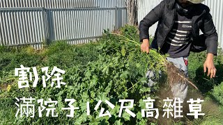 幫野化院子除高1公尺高雜草