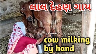 લાલ દેહણ ગાય || ગીર ગાય નું દૂધ || cow milking #ayurvedaveragi #આયુર્વેદ #ayurveda #आयुर्वेद