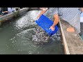 Amazing Live Shrimp Fishing in Taiwan!