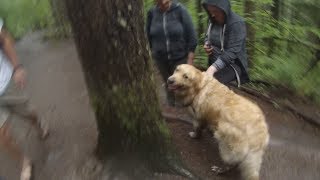 CLIMBING RATTLE SNAKE RIDGE WITH DOGGOS!!!