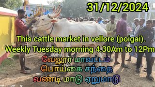 பொய்கை மாட்டு சந்தை / This cattle market in vellore (poigai).Weekly Tuesday morning 4.30Am to 12Pm.