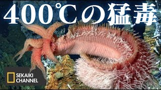 400℃の熱水噴出孔に生息する深海生物達   SEKAIKI