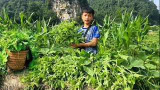 Nam's planting flowers, planting sugarcane. Harvest the pumpkin for sale | Nam - poor boy