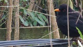 Blackbird Drinking