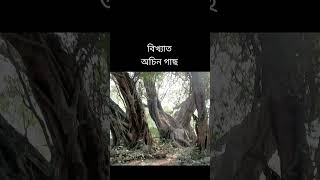 অচিন গাছ, Achin gach, Unknown Tree #unknowntree #shortsvideo #shots