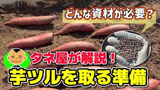 [Sweet potato season has arrived!] We will introduce recommended sweet potato seeds for 2025 and ...