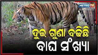 ୩ ବର୍ଷରେ ଦୁଇ ଗୁଣା ବଢିଛି ବାଘ ସଂଖ୍ୟା || metro tv odisha ||