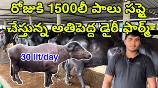 Biggest Dairy Farm in Hyderabad | 1500 రోజుకి లీటర్లు పాలు సప్లై చేస్తున్న అతిపెద్ద డైరీ ఫార్మ్