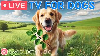 🔴24 Hours of Dog TV🎵🐶Calming Music for Dog Sleep🐾🩷Soothing Music for Dogs with Stress and Anxiety