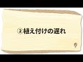 家庭菜園や農園の白菜栽培＆キャベツ栽培で初期の失敗ポイント４選！結球させる秘訣と白菜＆キャベツの育て方！【農家直伝】