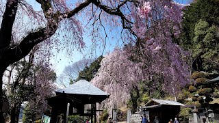 梅岩寺の枝垂れ桜