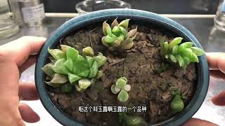 Plant Tissue Culture植物组培快繁：一种多肉的组织培养