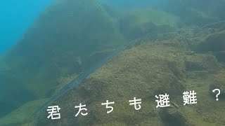 【八丈島・神湊港】ヤガラとウミガメも避難？？？【水中映像で学ぶ釣り】