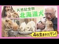 可愛い！北海道犬　４匹の子犬が産まれたよ　国の天然記念物北海道犬を守り続ける想いとは・・・