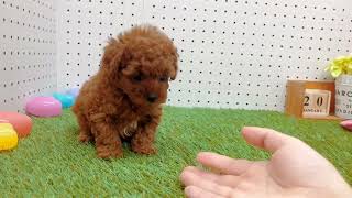 【トイ・プードル】【149779】ペットショップ犬の家刈谷店