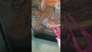 Fire skink begs for food like puppy