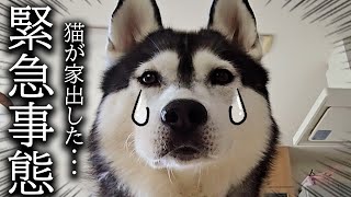 散歩から帰宅すると猫が家出したと思い泣いて必死に探す犬がこちら...