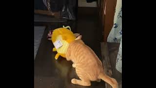 【茶トラ猫】不意打ち #shorts#ショート  #猫 #猫動画