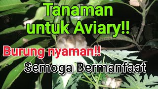 Tanaman Yang Bagus Untuk Aviary,Agar burung nyaman .