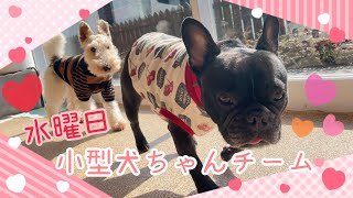 【幼稚園】紫竹山店　🌱水曜日の小型犬ちゃんチーム🌱