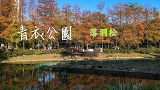 青衣公園落羽松 天氣漸入寒冬，可見落羽松紅葉轉綫成橙黃色的美景，落羽松將於1月尾完全變紅 2023-1-6