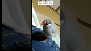 【腰の上で求愛ダンスをする文鳥】#javasparrow#bird