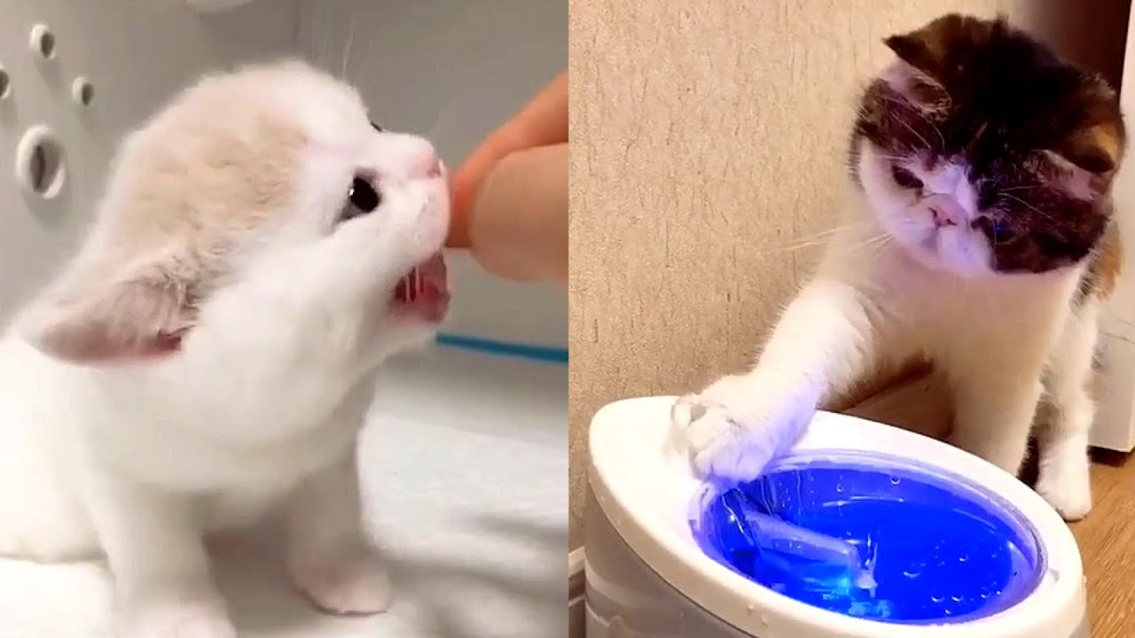 Cute Kittens Tik Tok Compilation | Cuteness Overload - YouTube