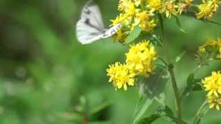 Butterfly in flower garden of Mt Taisetu(大雪花園に舞う蝶）