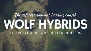 What is a Coywolf: Quick Facts about Wolf Hybrids