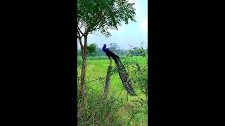 The Unmatched Beauty of Peacock Feathers