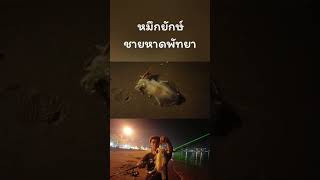 หมึกหอมไซร์บอส ตัวนี้ถ้าอยู่ในร้านอาหารราคาเท่าไหร่