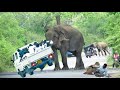 World Most heartbreaking encounter Elephant Attack On a forest road