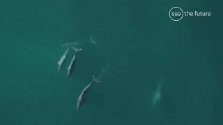 SWORD Indian Ocean Humpback Dolphins | SeaTheFuture