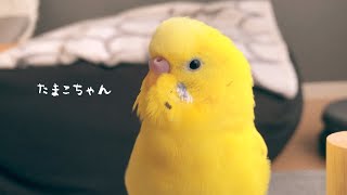 換羽が終わりまったりおしゃべりするセキセイインコ talking budgie