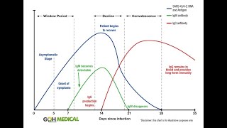 Antibody tests explained - IgG IgM