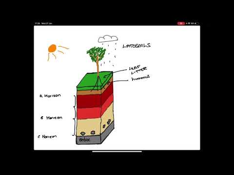 What type of soil is in the Amazon rainforest?