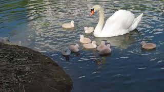 白鳥のヒナの初泳ぎ