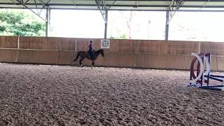 Connor dressage