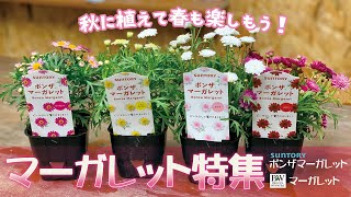 【マーガレットの全てを伝えたい！】マーガレット特集-枯らさず\u0026咲かせる為の１年間の管理方法-\u0026秋冬イベント参加型開催します！