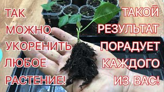 Как УКОРЕНЯЕТСЯ БУГЕНВИЛЛЕЯ? РЕЗУЛЬТАТ черенкования и ЦЕНЫ впечатляют!